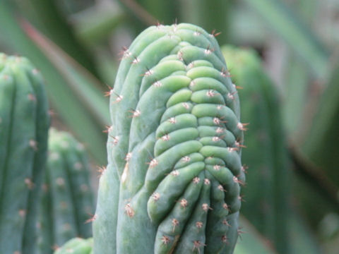 Myrtillocactus geometrizans f. cristata