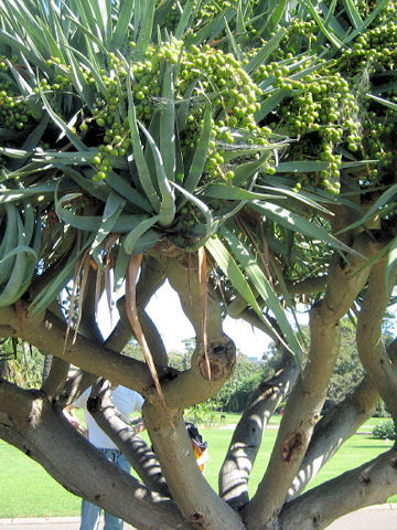 Dracaena draco