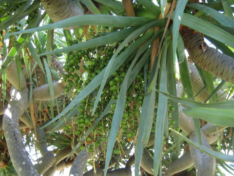 Dracaena draco