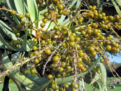 Dracaena draco