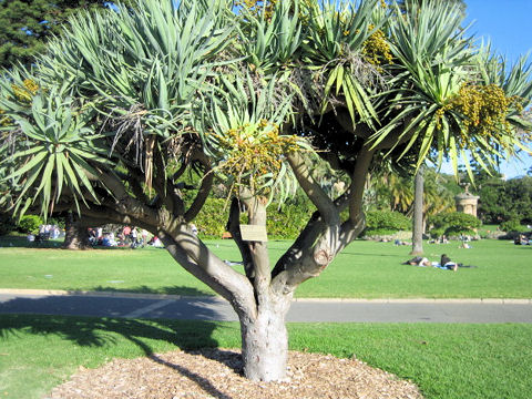 Dracaena draco