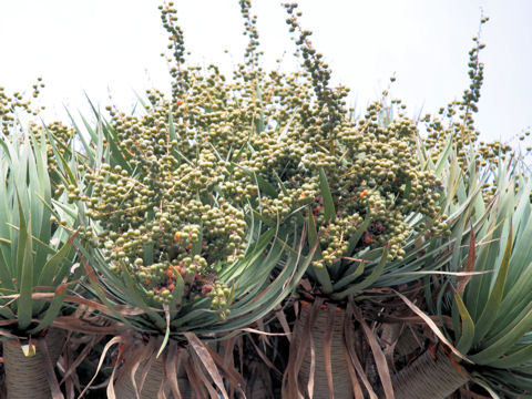 Dracaena draco