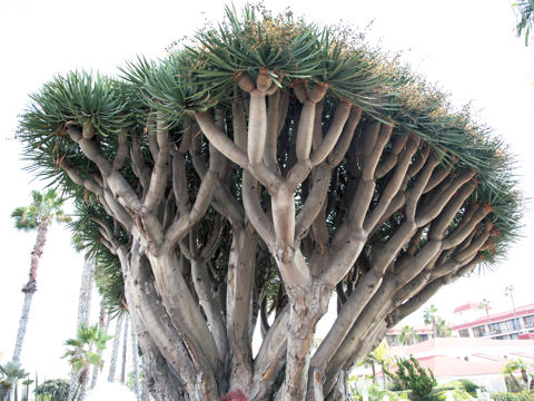 Dracaena draco