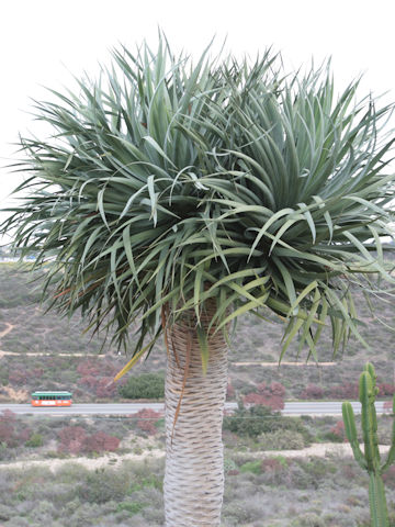 Dracaena draco