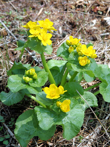 Caltha palustris var. nipponica