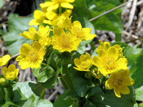 Caltha palustris var. nipponica