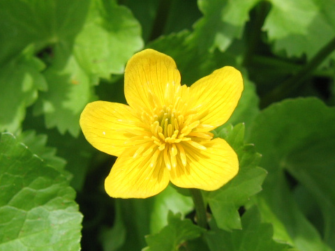 Caltha palustris var. nipponica