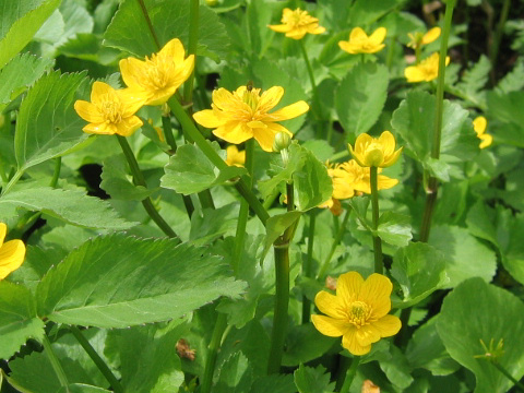 Caltha palustris var. nipponica