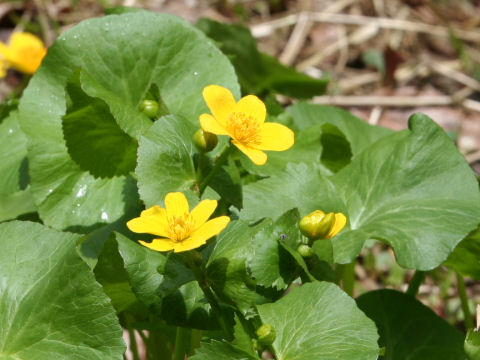 Caltha palustris var. nipponica