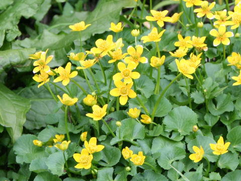 Caltha palustris var. nipponica