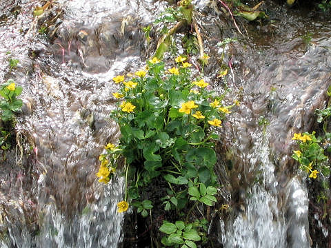 Caltha palustris var. nipponica