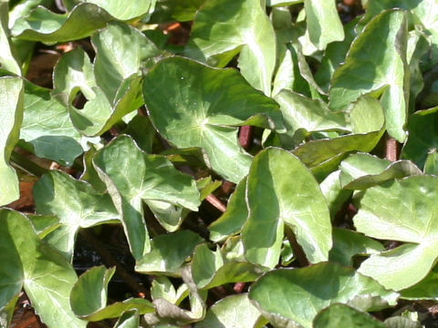 Caltha palustris var. nipponica