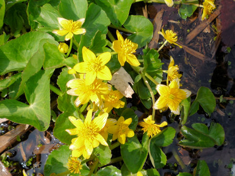 Caltha palustris var. nipponica