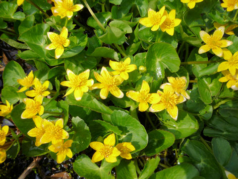 Caltha palustris var. nipponica