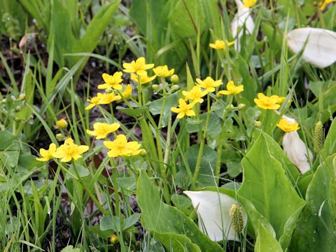 Caltha palustris var. nipponica