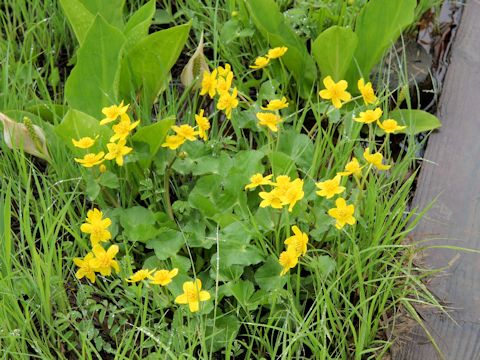 Caltha palustris var. nipponica