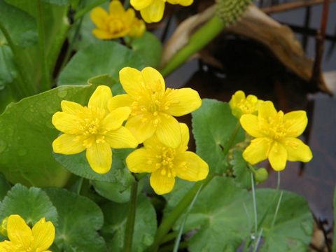 Caltha palustris var. nipponica