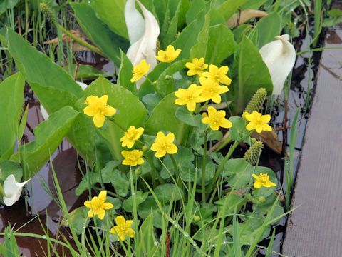 Caltha palustris var. nipponica