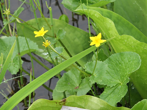 Caltha palustris var. nipponica