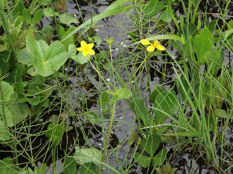 Caltha palustris var. nipponica