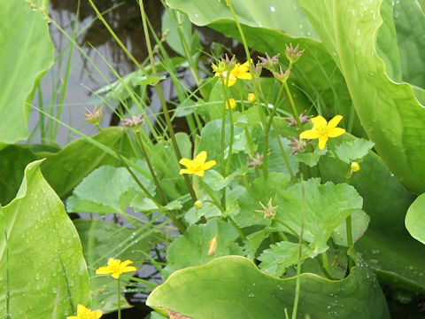 Caltha palustris var. nipponica