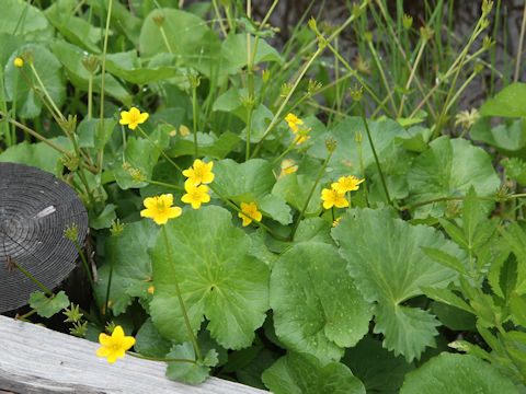 Caltha palustris var. nipponica