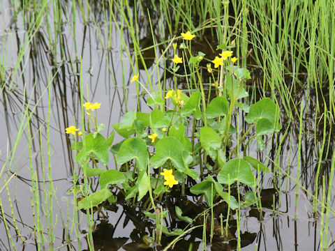 Caltha palustris var. nipponica