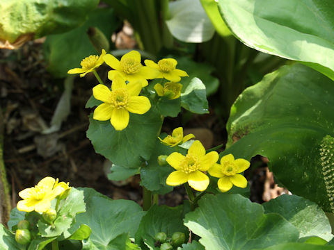 Caltha palustris var. nipponica