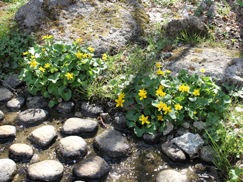 Caltha palustris var. nipponica