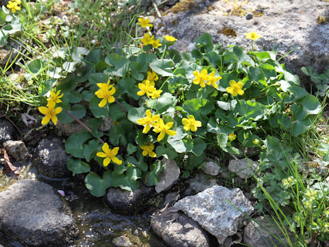 Caltha palustris var. nipponica