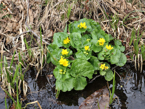 Caltha palustris var. nipponica