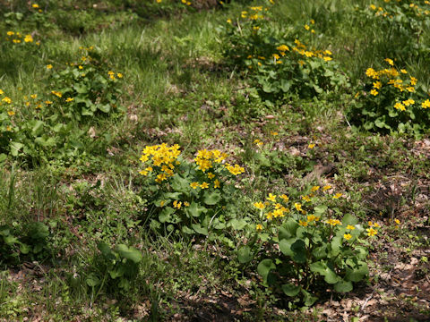 Caltha palustris var. nipponica