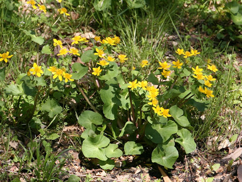 Caltha palustris var. nipponica