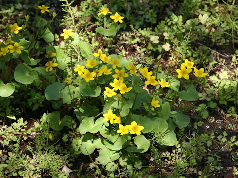 Caltha palustris var. nipponica