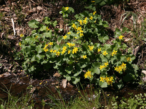 Caltha palustris var. nipponica