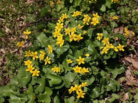 Caltha palustris var. nipponica