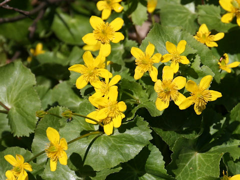 Caltha palustris var. nipponica