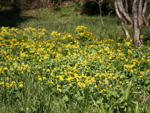 Caltha palustris var. nipponica