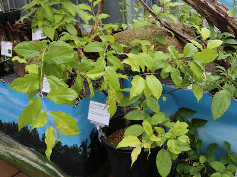 Rhamnus liukiuensis