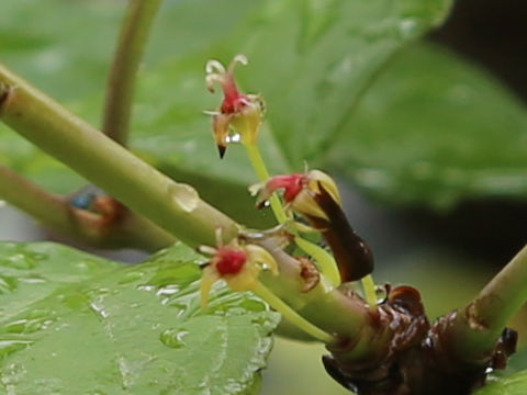 Rhamnus liukiuensis