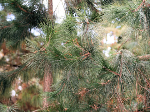 Pinus luchuensis