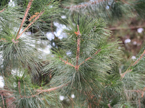 Pinus luchuensis