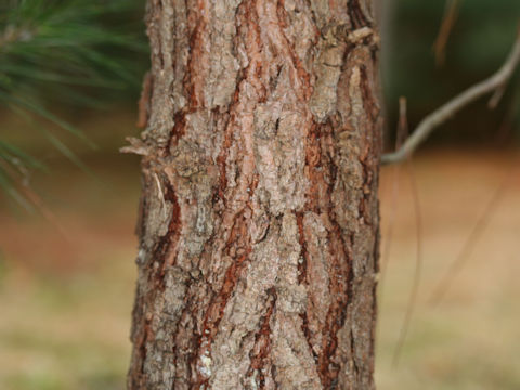 Pinus luchuensis