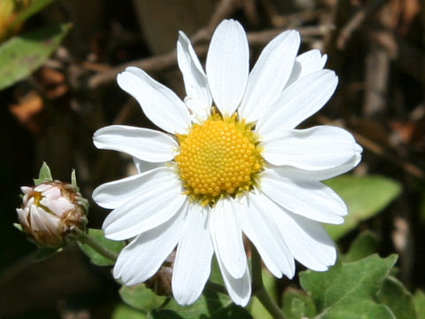 Chrysanthemum japonicum