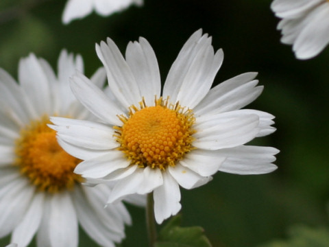 Chrysanthemum japonicum