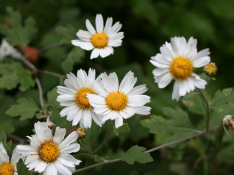 Chrysanthemum japonicum