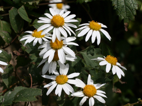 Chrysanthemum japonicum