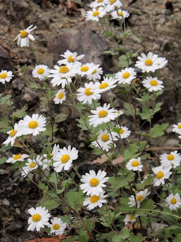 Chrysanthemum japonicum