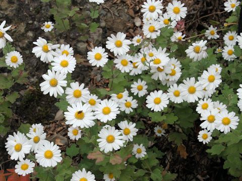 Chrysanthemum japonicum