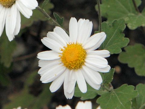 Chrysanthemum japonicum